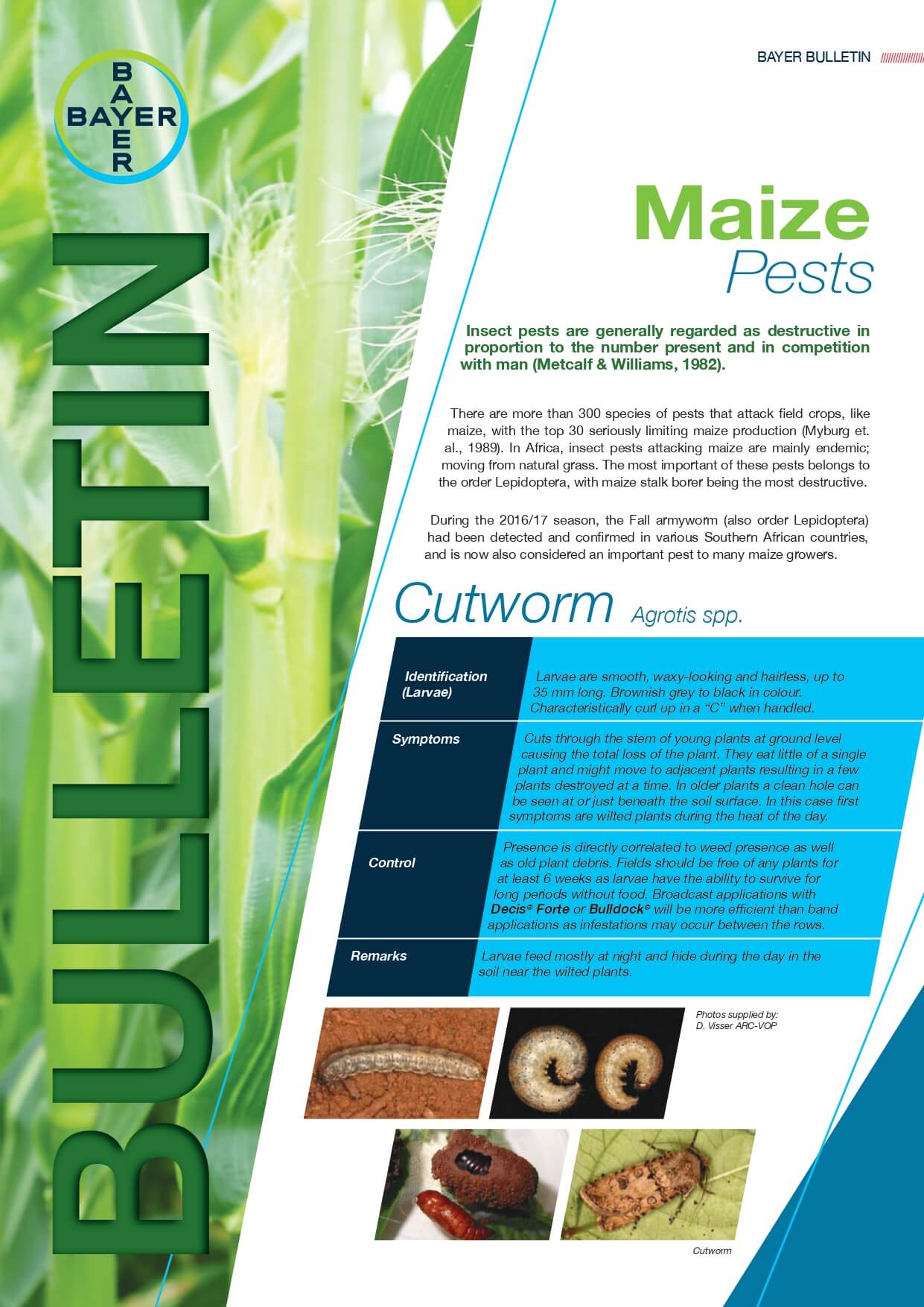 Maize - Pests