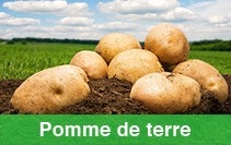 Pomme to terre