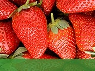 BCS_Algeria_ProgramTreatment_Fraise.pdf