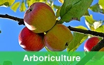 arboriculture