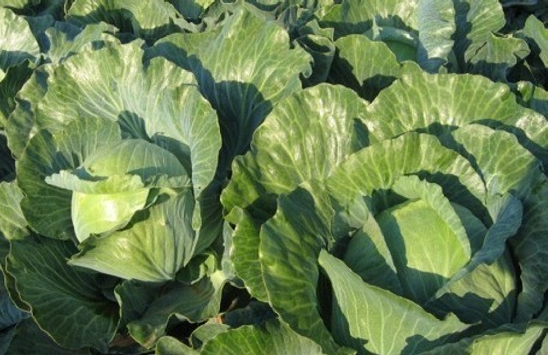 cabbage crop