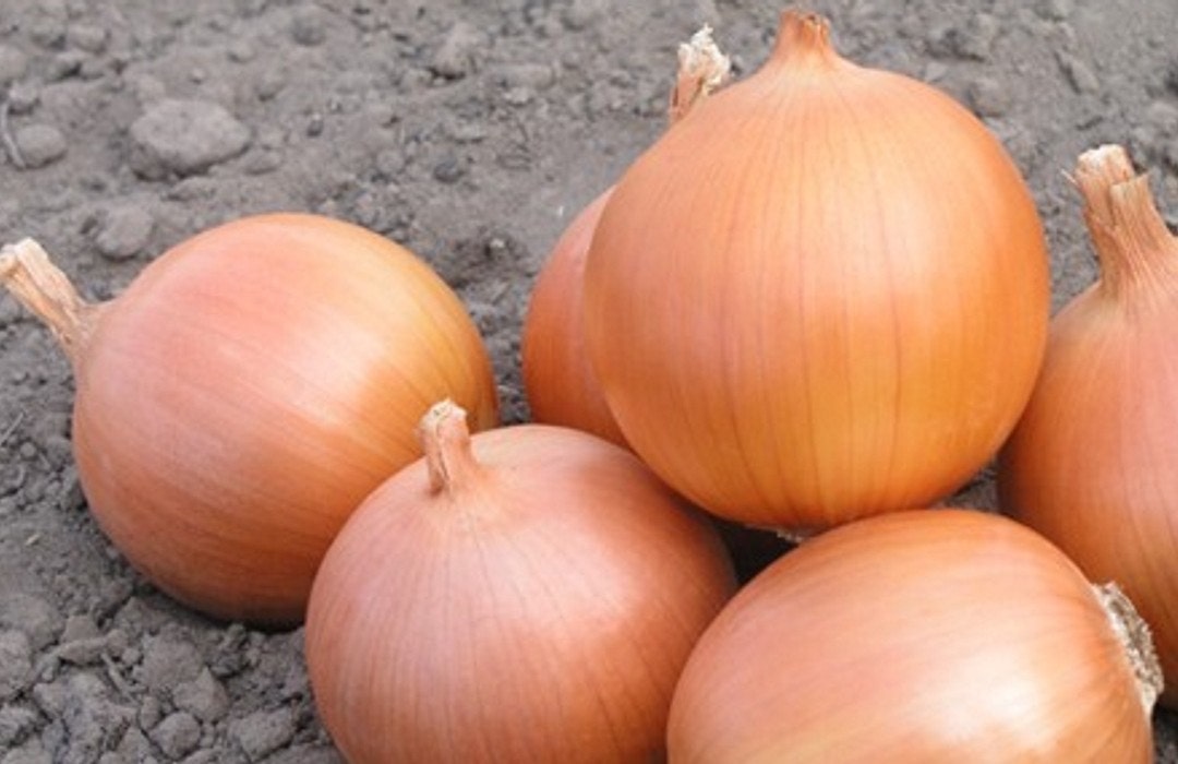 onion vegetable