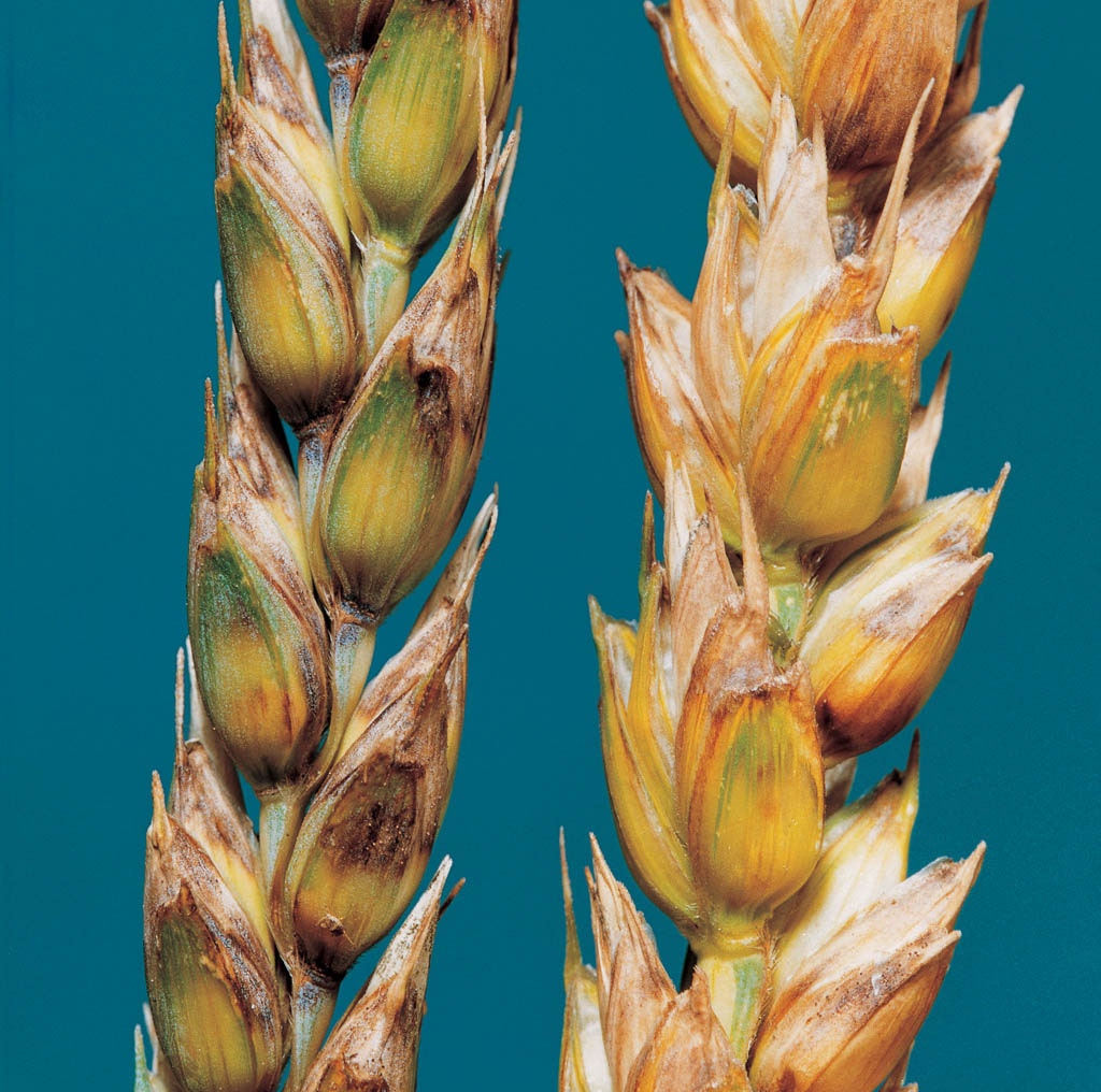 103704
Spelzenbräune, verursacht durch Septoria nodorum (syn. Leptosphaeria nodorum) an Weizen