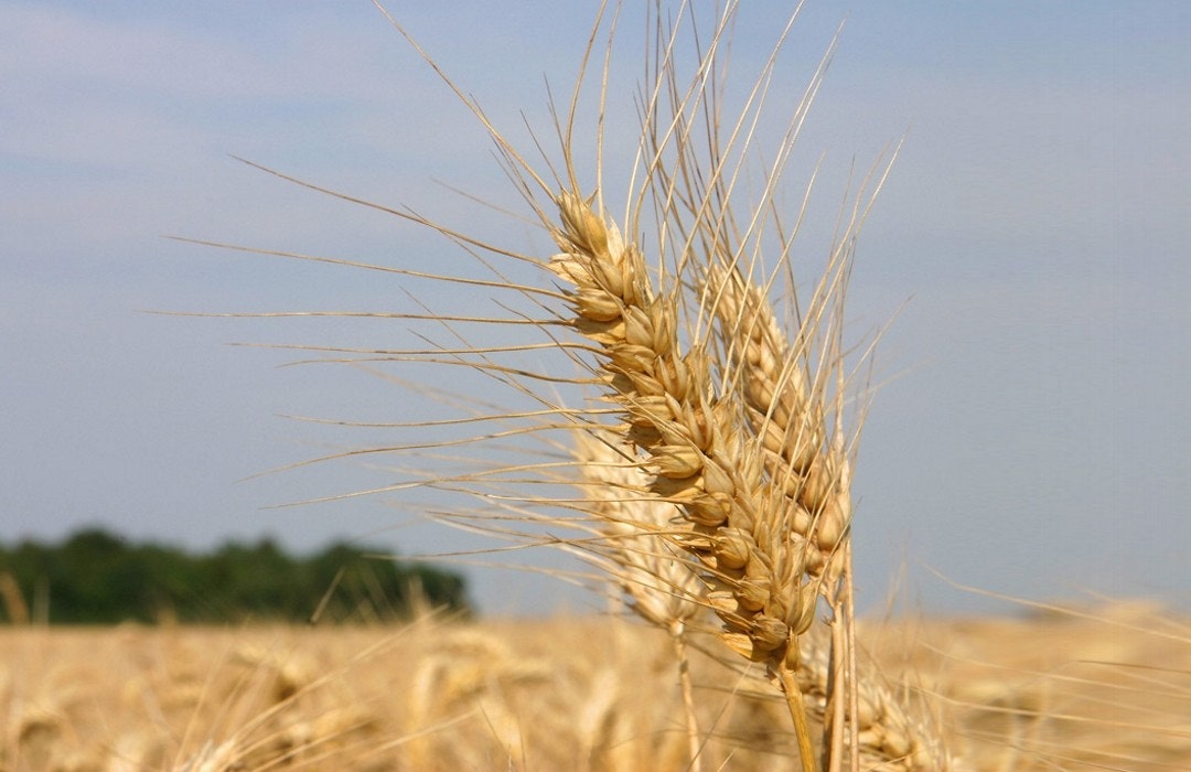 wheat crop