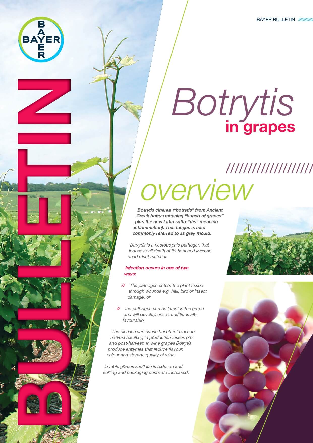 Botrytis in grapes