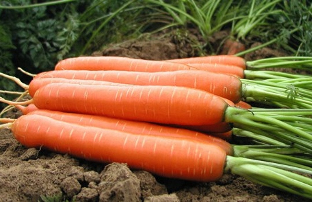 carrots crop