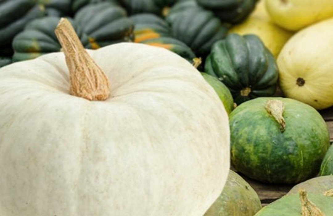 cucurbit crop