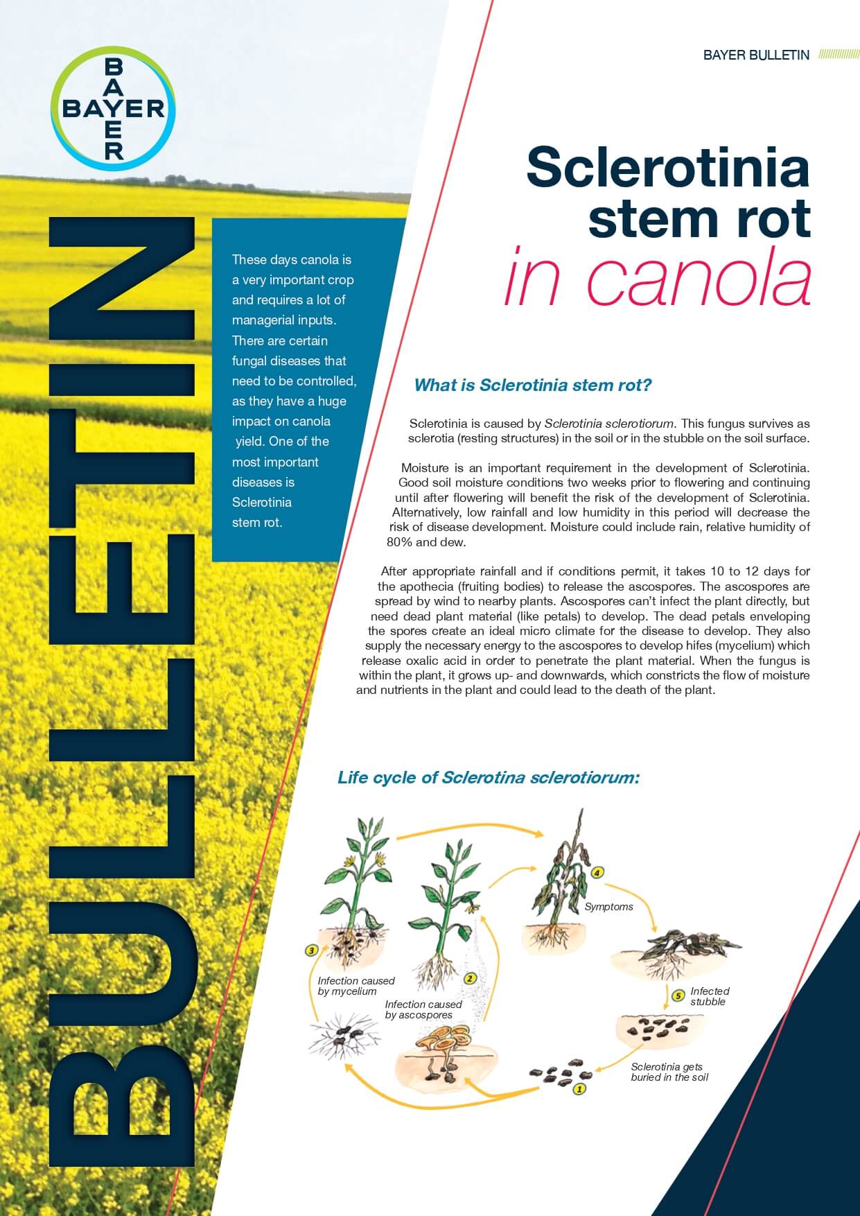 Sclerotinia stem rot in Canola