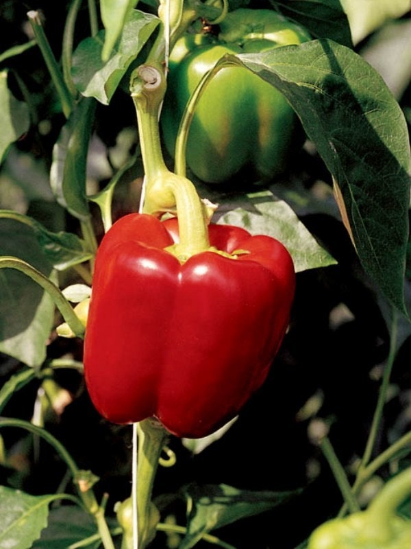 127665
Niederländische rote Feld-Paprika, reif und erntefrisch.
Ripe red pepper on the plant and ready to harvest in Netherlands.