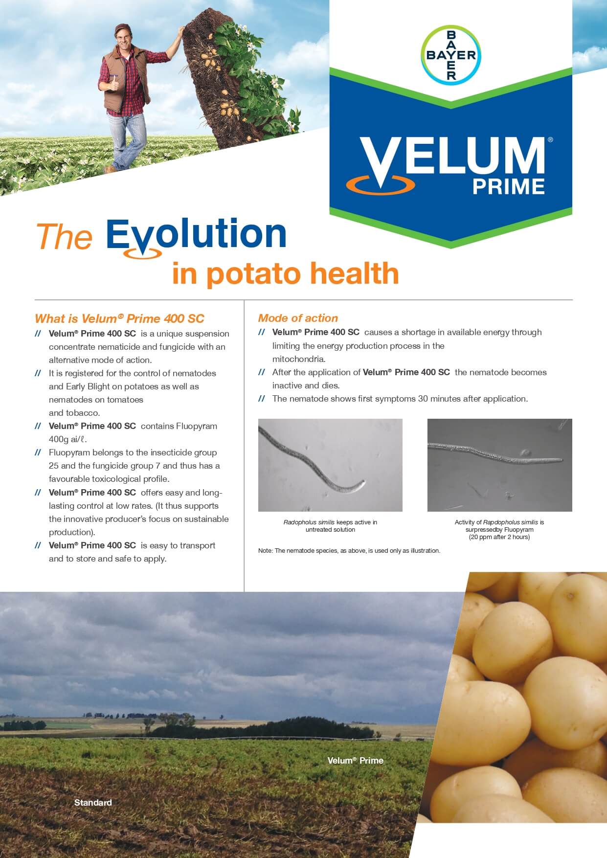 Bayer Potato Velum Prime Leaflet